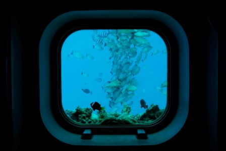 海中塔から見る熱帯魚
